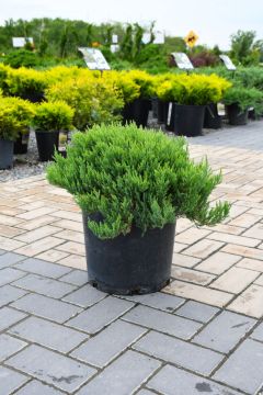 Juniperus, Savin Juniper 'Blue Forest'