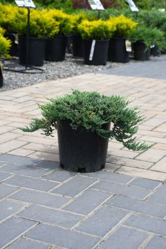 Juniperus, Creeping Juniper 'Blue Prince'