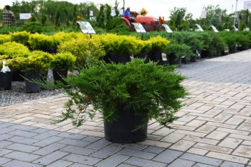 Juniperus, Savin Juniper 'Buffalo'