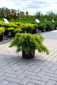 Juniperus, Hybrid Juniper 'Daub’s Frosted'