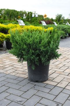 Juniperus, Chinese Juniper 'Maney'