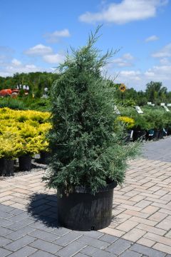 Juniperus, Rocky Mountain Juniper 'Medora'