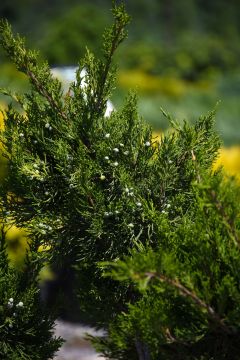 Juniperus, Chinese Juniper 'Mint Julep®'