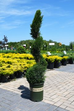 Juniperus, Chinese Juniper 'Mint Julep®'