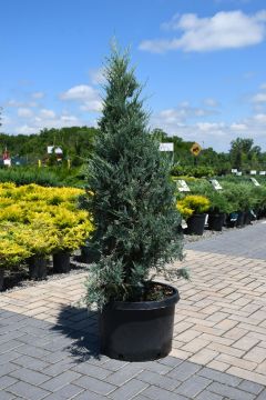 Juniperus, Rocky Mountain Juniper 'Moonglow'