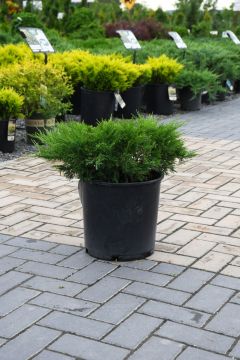 Juniperus, Savin Juniper 'Scandia'