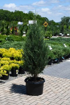 Juniperus, Rocky Mountain Juniper 'Sky Rocket'