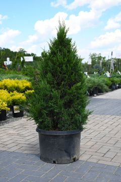 Juniperus, Chinese Juniper 'Spartan'