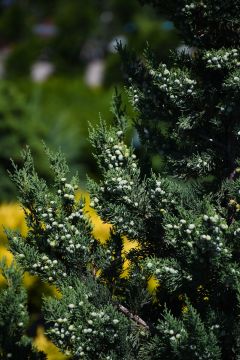 Juniperus, Chinese Juniper 'Trautman'