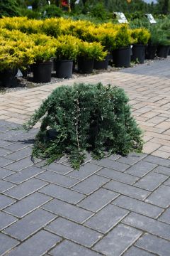 Juniperus, Creeping Juniper 'Wilton Blue Rug'