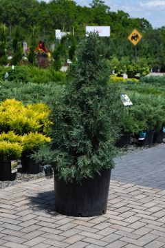 Juniperus, Rocky Mountain Juniper 'Medora' (Large Sizes)