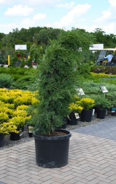 Juniperus, Virginian Juniper 'Taylor' (Large Sizes)