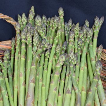 Asparagus, 'Jersey Knight'