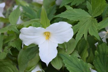 Trillium, White Trillium 'Minnesota Native'