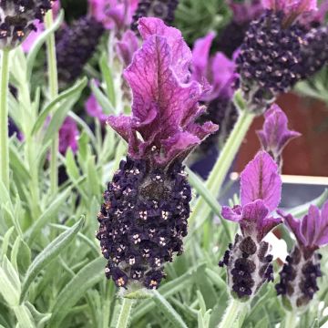 Lavandula, Spanish Lavender 'Anouk'