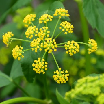 Zizia, Golden Alexanders 'Minnesota Native'