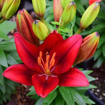 Lilium, Dwarf Asiatic Lily 'Tiny® Rocket'
