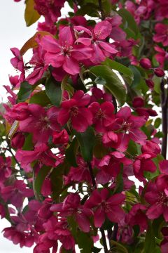 Malus, Flowering Crabapple 'Red Barron'