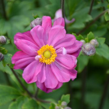 Anemone, Curtain Call 'Deep Rose'
