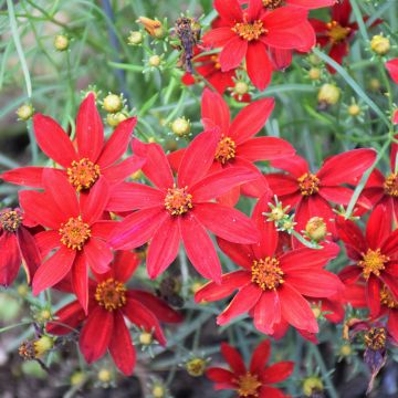Coreopsis, Tickseed Sizzle And Spice® 'Hot Paprika'