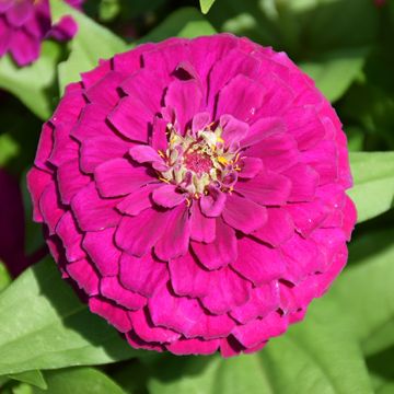 Zinnia, Zesty™ 'Purple'