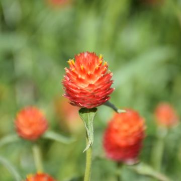 Gomphrena, Qis 'Orange'