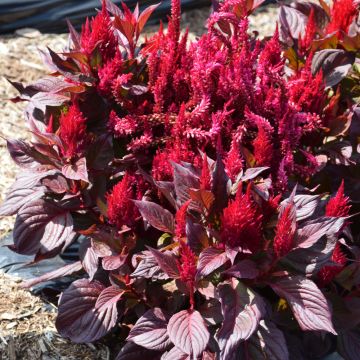 Celosia, New Look® 'Red'