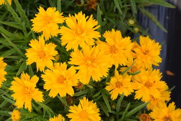 Coreopsis, Large Flowered Tickseed 'Double the Sun'