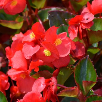 Begonia Viking® Explorer, Green Leaf 'Red'