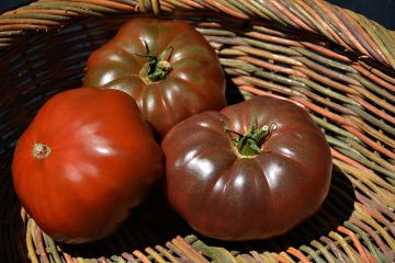 Solanum, Pole Tomato 'Cherokee Purple Heirloom'