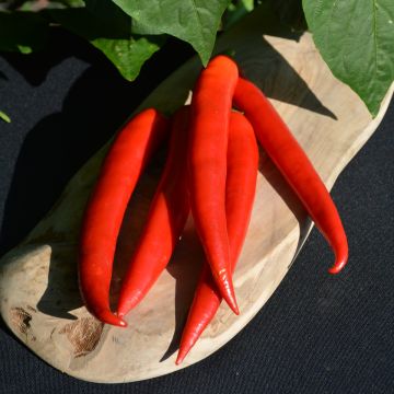 Capsicum, Hot Thai Pepper 'Super Chili'