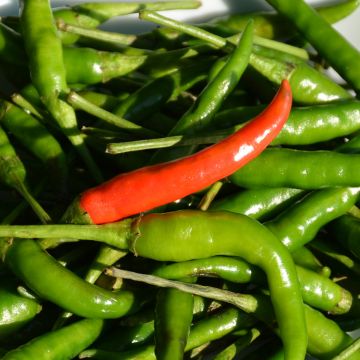 Capsicum, Hot Thai Pepper