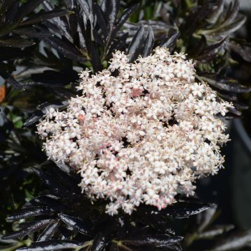 Sambucus, Elderberry 'Laced Up®'