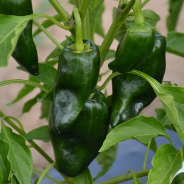 Capsicum, Mild Chili Pepper 'Poblano'