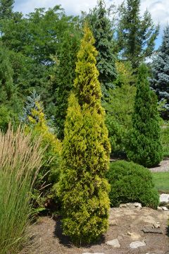 Thuja, Arborvitae 'Jantar'