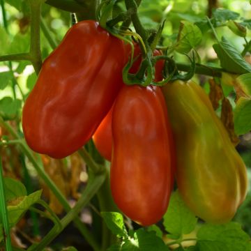Solanum, Pole Tomato 'San Marzano Heirloom'