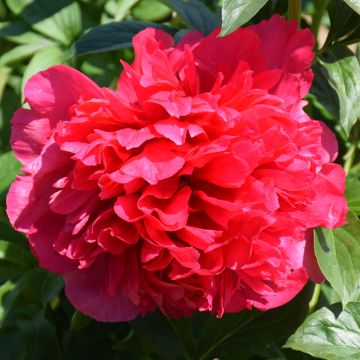 Paeonia, Garden Peony 'Command Performance'