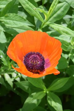 Papaver, Oriental Poppy 'Prince of Orange'