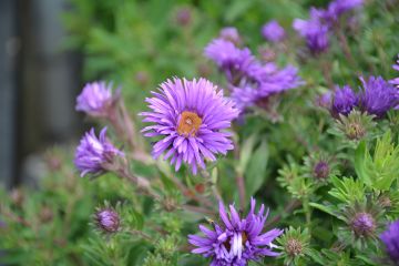 Aster, New England 'Grape Crush'