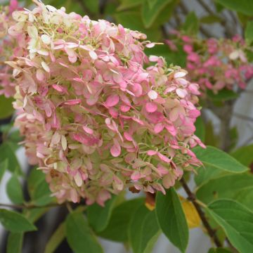 Hydrangea, Panicle 'Limelight'