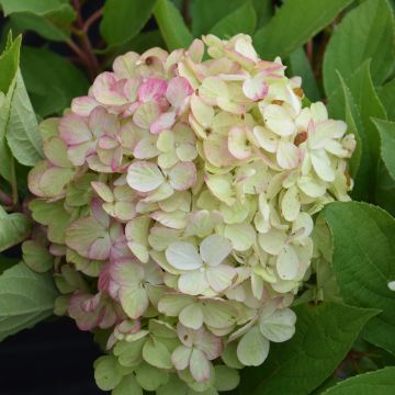 Hydrangea, Panicle 'Fire Light Tidbit®'