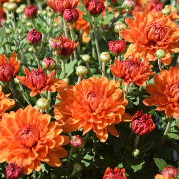 Chrysanthemum, Igloo Fall Mum 'Autumn Spice'