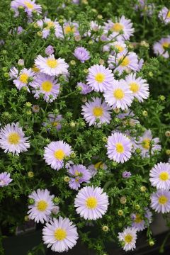 Aster, 'Kickin® Lavender'