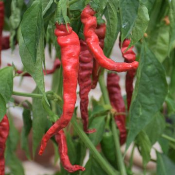 Capsicum, Hot Cayenne Pepper