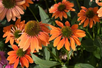 Echinacea, Coneflower 'Artisan™ Soft Orange'