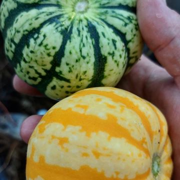 Cucurbita, Winter Squash 'Sweet Dumplin’