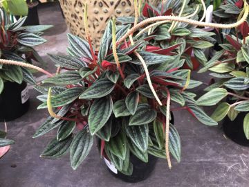 Peperomia Caperata 'Rosso'