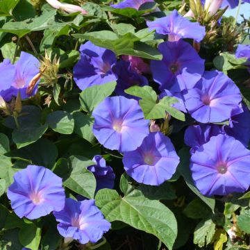 Ipomoea, Morning Glory 'Heavenly Blue'