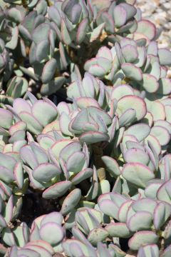 Crassula arborescens, Silver Dollar Plant