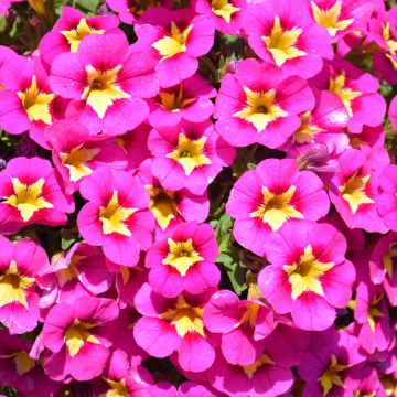 Calibrachoa, Bumble Bee™ 'Hot Pink'